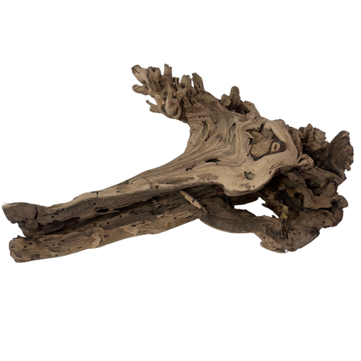 Exotic Grapevine Branch, Set of 1