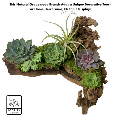 Exotic Grapevine Branch, Set of 1