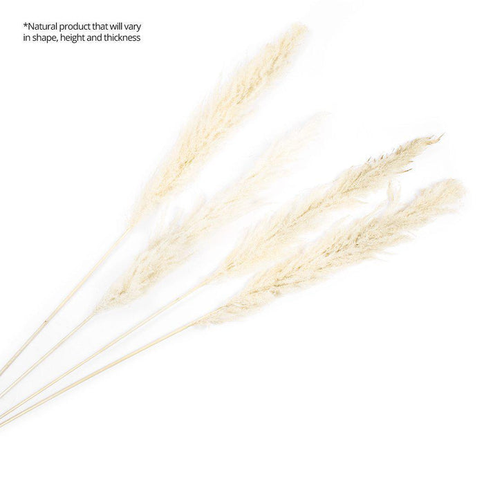 Extra Large Tall Preserved 55” Pampas Grass-Set of 24-Koyal Wholesale-Natural-51-55"-