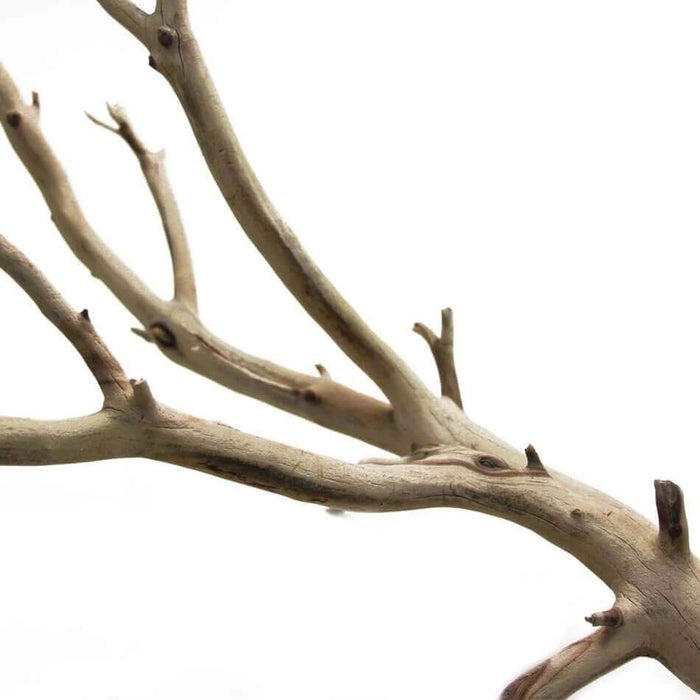 California Driftwood Branch, Set of 1-Set of 1-Koyal Wholesale-12"-