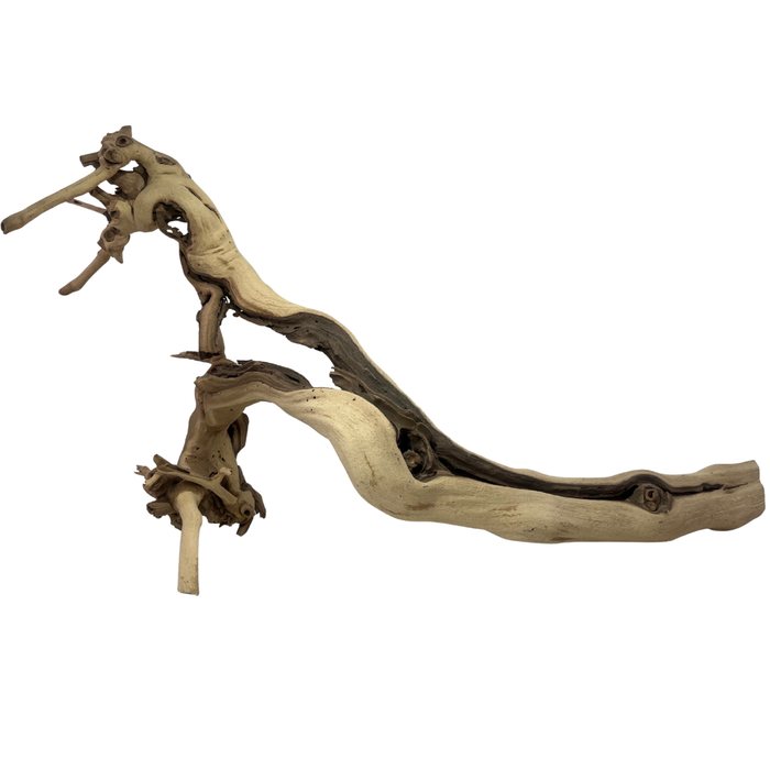 Exotic Grapevine Branch, Set of 1
