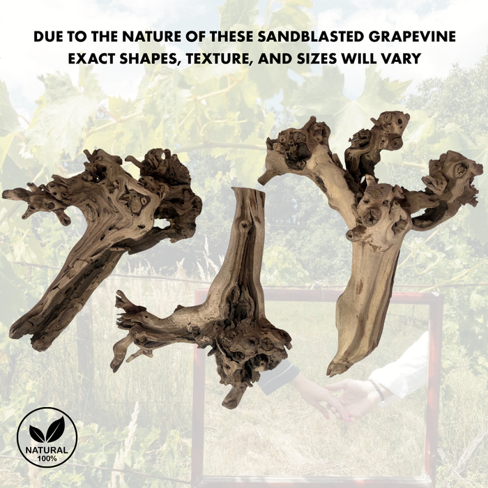 Exotic Grapevine Branch, Set of 1