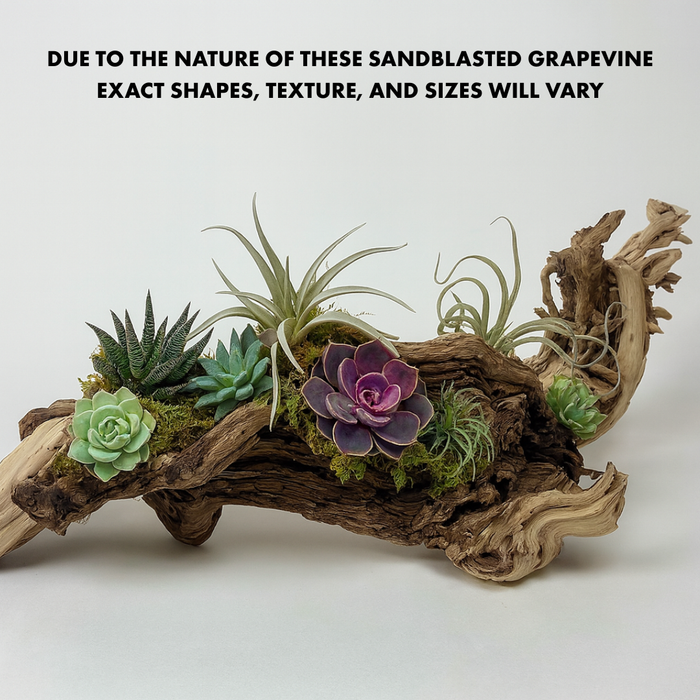 Exotic Grapevine Branch, Set of 1