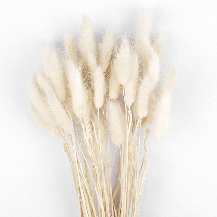 50 Pcs Bunny Tails, Lagurus Ovatus, Natural Pampas Grass Dried Flowers-Set of 50-Koyal Wholesale-Natural-