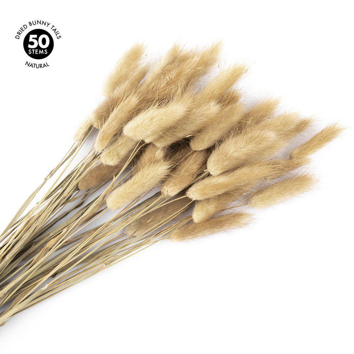 Bunny Tails 50 pcs, Lagurus Ovatus, Natural Pampas Grass Dried Flowers-Set of 50-Koyal Wholesale-Natural-
