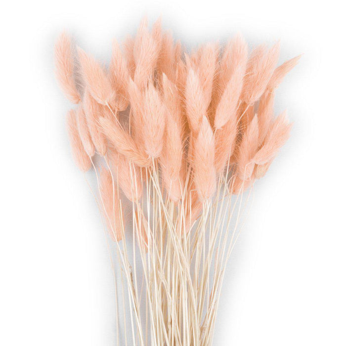 Bunny Tails 50 pcs, Lagurus Ovatus, Natural Pampas Grass Dried Flowers-Set of 50-Koyal Wholesale-Light Pink-
