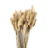 Bunny Tails 50 pcs, Lagurus Ovatus, Natural Pampas Grass Dried Flowers-Set of 50-Koyal Wholesale-Natural-