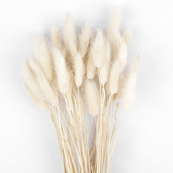 Bunny Tails 50 pcs, Lagurus Ovatus, Natural Pampas Grass Dried Flowers-Set of 50-Koyal Wholesale-White-