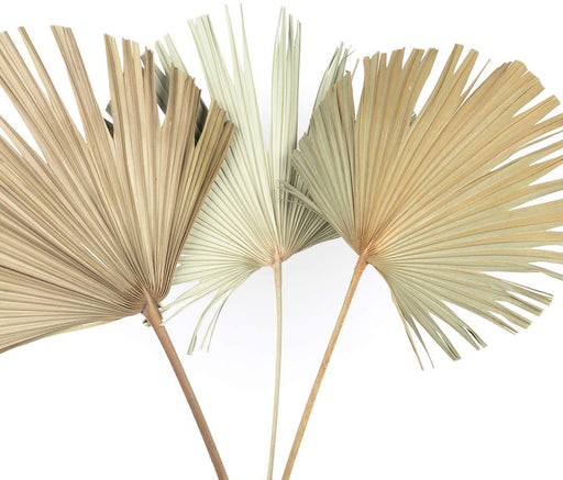 Dried Palm Leaves, Natural Wedding Decor, 10-16.5”-Set of 12-Koyal Wholesale-