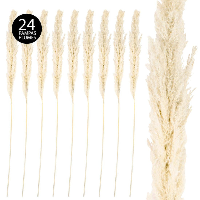 Extra Large Tall Preserved 55” Pampas Grass-Set of 24-Koyal Wholesale-White-51-55"-
