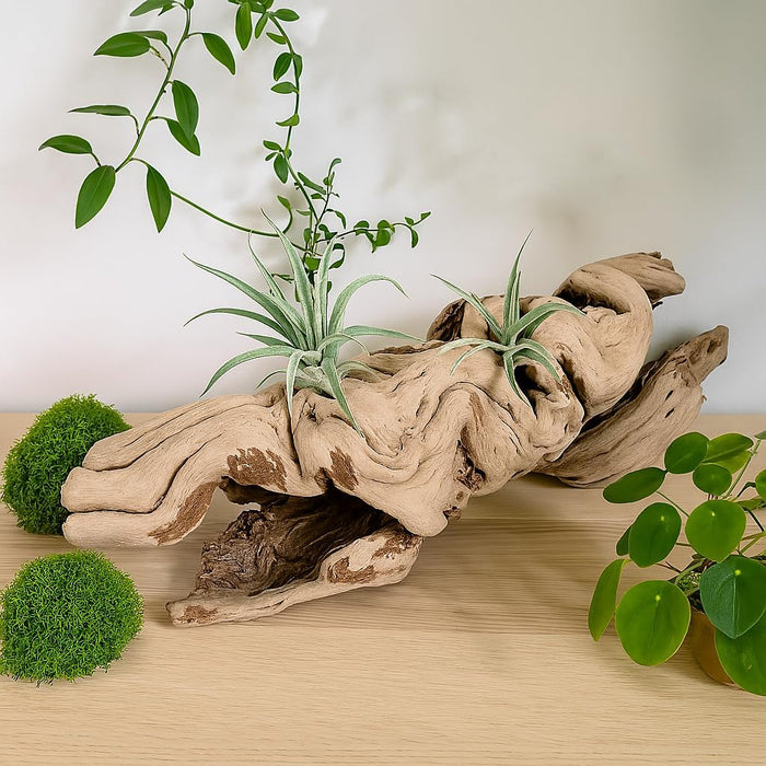 Hollow Grapewood Branch Centerpiece Vase-Set of 1-Koyal Wholesale-10"-