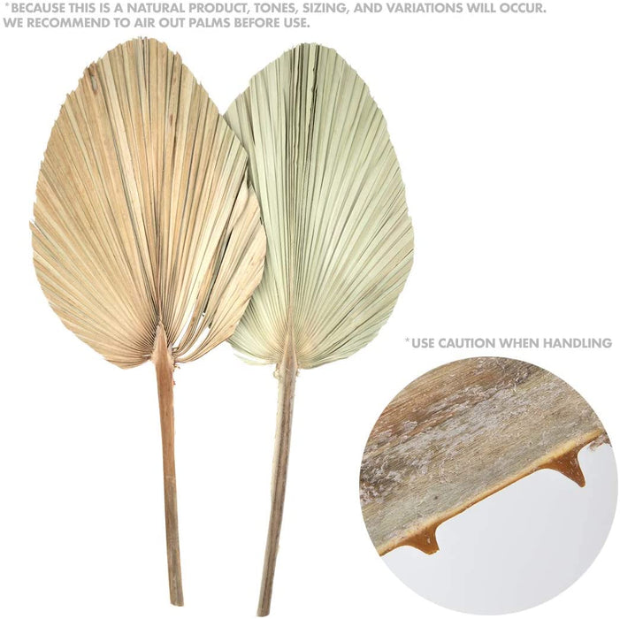 Set of 12 Dried Palm Spears, Natural Wedding Home Décor, 12-16"-Set of 12-Koyal Wholesale-