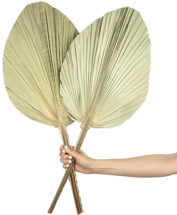 Set of 12 Dried Palm Spears, Natural Wedding Home Décor, 12-16"-Set of 12-Koyal Wholesale-