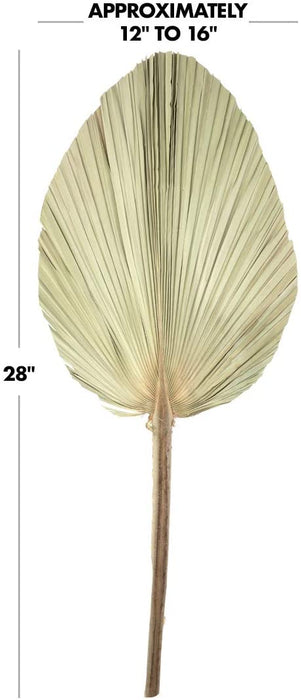 Set of 12 Dried Palm Spears, Natural Wedding Home Décor, 12-16"-Set of 12-Koyal Wholesale-