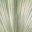 Set of 12 Dried Palm Spears, Natural Wedding Home Décor, 12-16"-Set of 12-Koyal Wholesale-