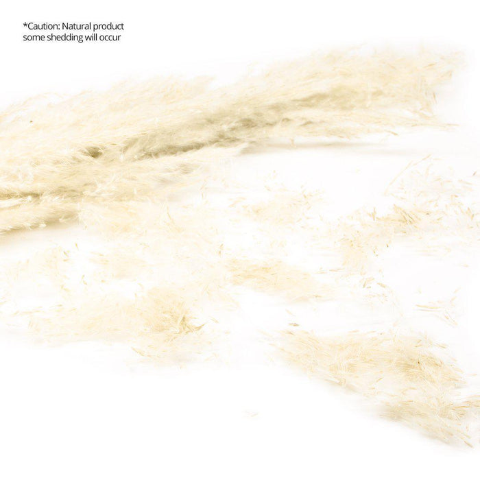 Set of 24 Extra Large Tall Preserved 55” Pampas Grass-Set of 24-Koyal Wholesale-Natural-51-55"-