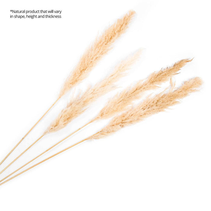 Set of 24 Extra Large Tall Preserved 55” Pampas Grass-Set of 24-Koyal Wholesale-Natural-51-55"-