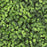 Set of 8 Boxwood Wall Panels-Set of 1-Koyal Wholesale-