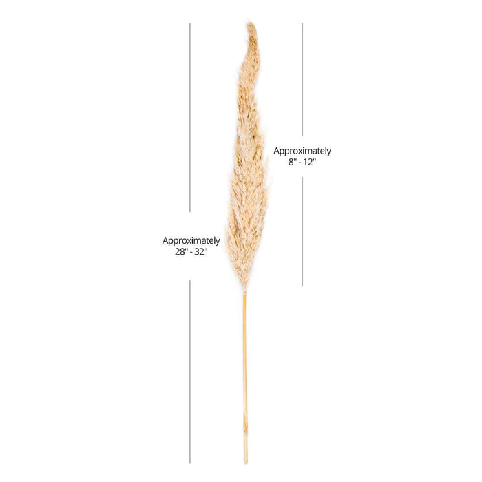 Set of 96 Wholesale Pampas Grass Decor Plumes-Set of 96-Koyal Wholesale-Natural-28-32"-