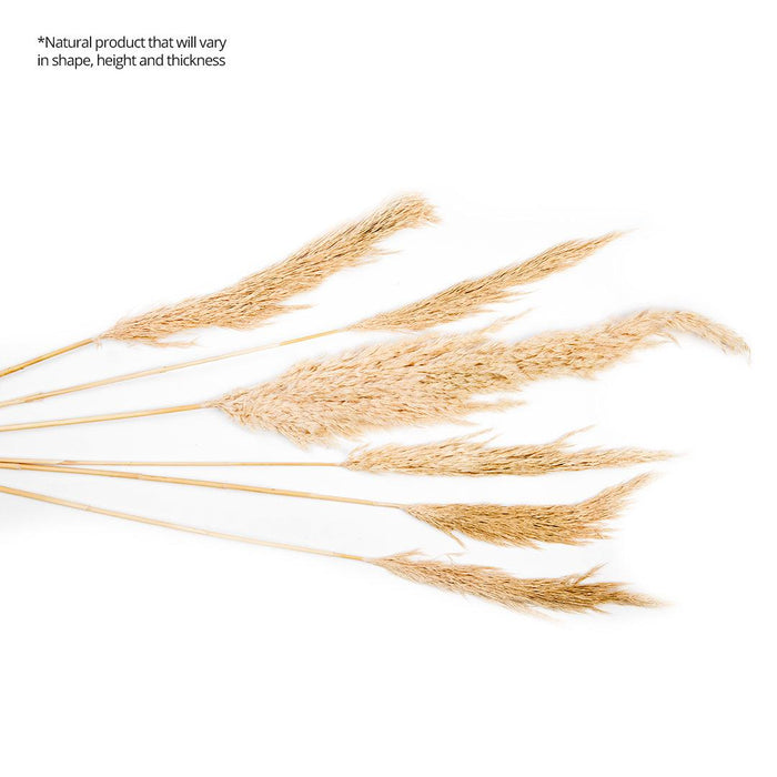 Set of 96 Wholesale Pampas Grass Decor Plumes-Set of 96-Koyal Wholesale-Natural-28-32"-