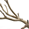 California Driftwood Branch, Set of 1-Set of 1-Koyal Wholesale-18"-