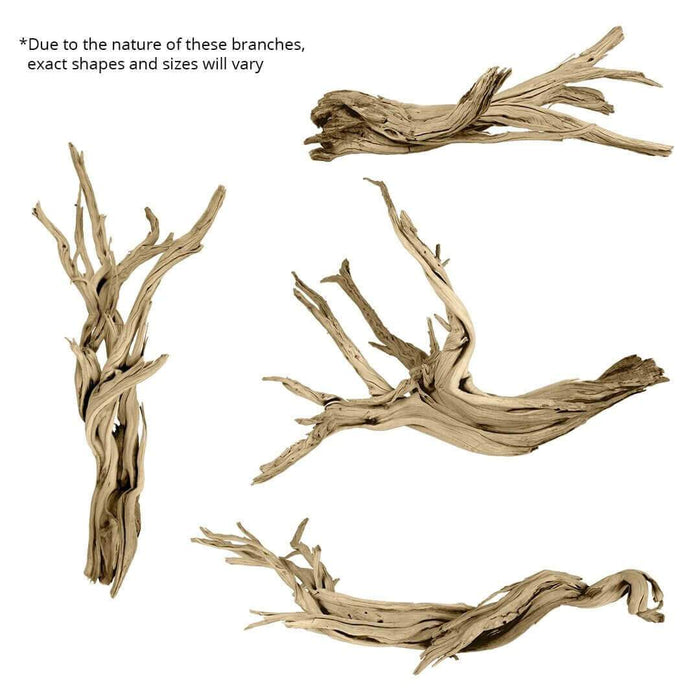 California Driftwood Branch, Set of 1-Set of 1-Koyal Wholesale-12"-