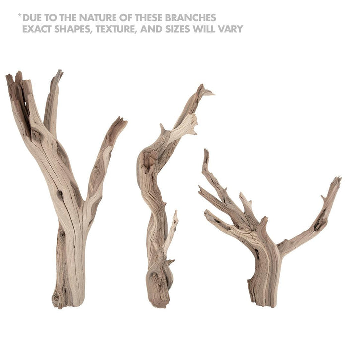 California Driftwood Branch, Set of 1-Set of 1-Koyal Wholesale-12"-