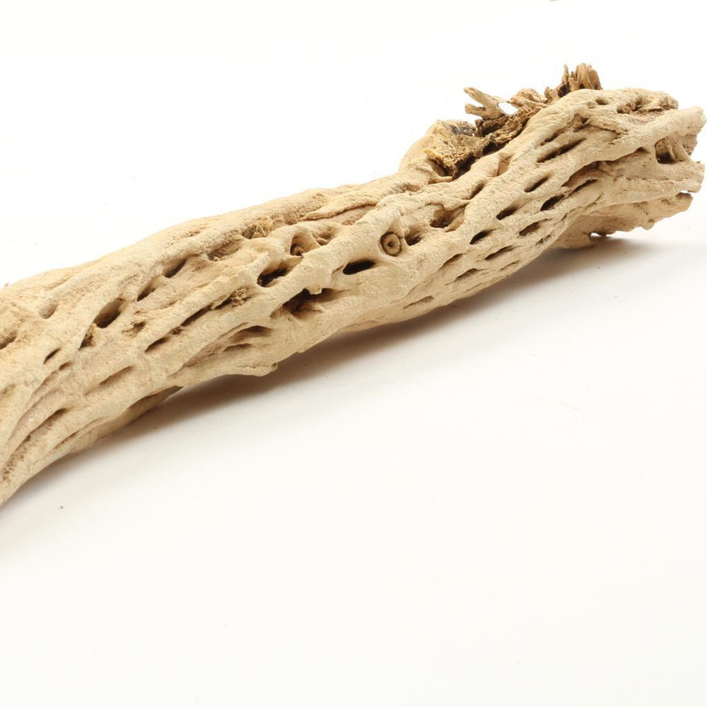 Cholla Cactus Wood Branch-Set of 1-Koyal Wholesale-6"-