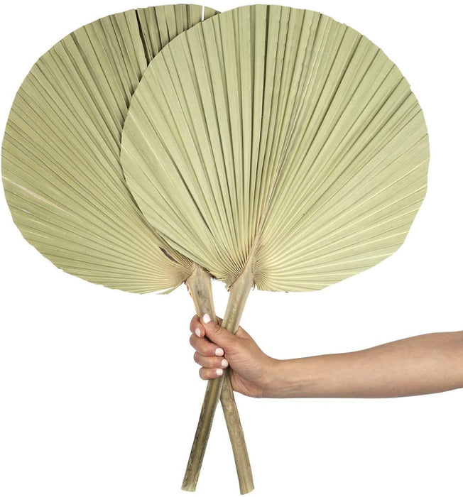 Dried Palm Fans, Natural Wedding Home Décor, 12-16"-Set of 12-Koyal Wholesale-
