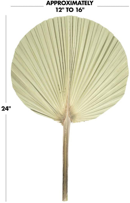 Dried Palm Fans, Natural Wedding Home Décor, 12-16"-Set of 12-Koyal Wholesale-